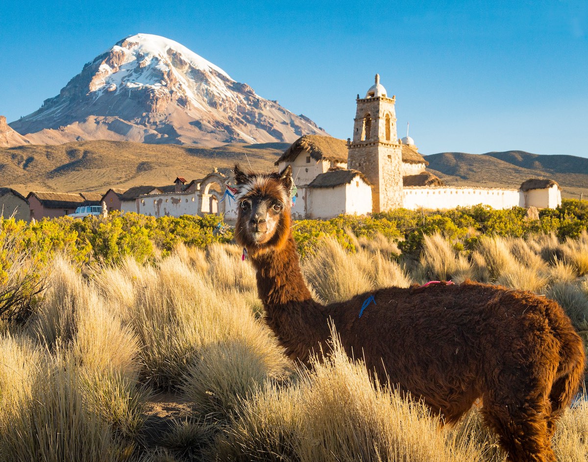 Alpaca in front of Nevado Sajama, Bolivia