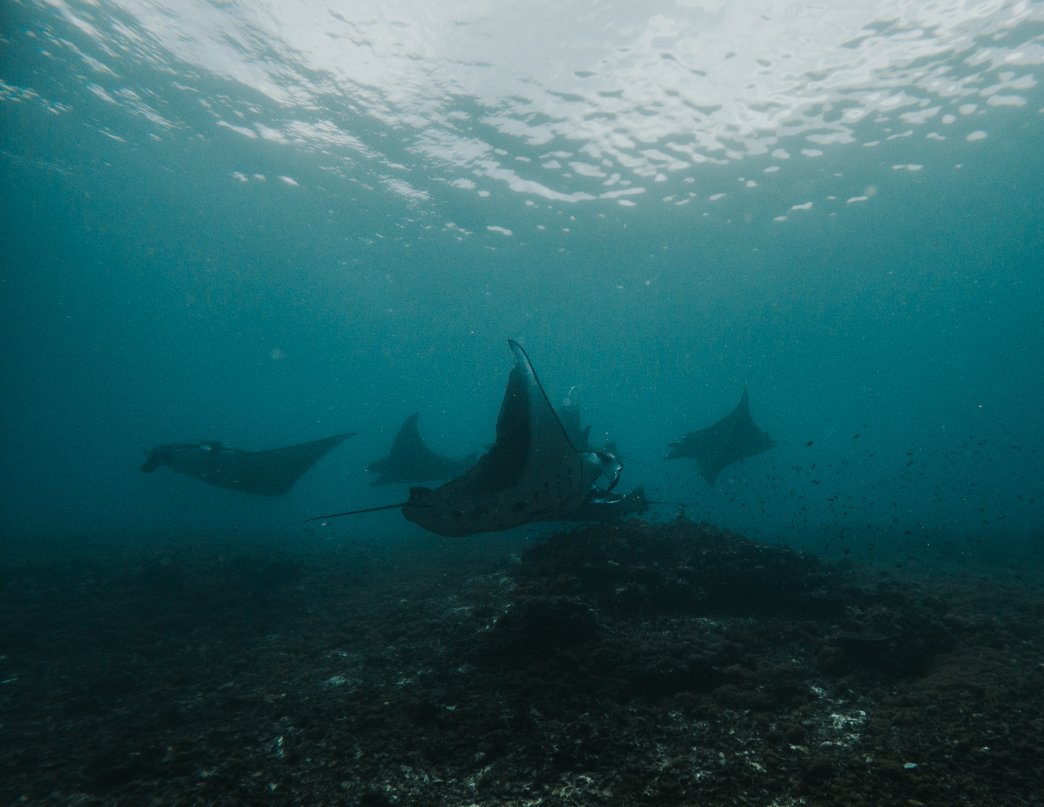 Uber Scuba Komodo Liveaboard Review