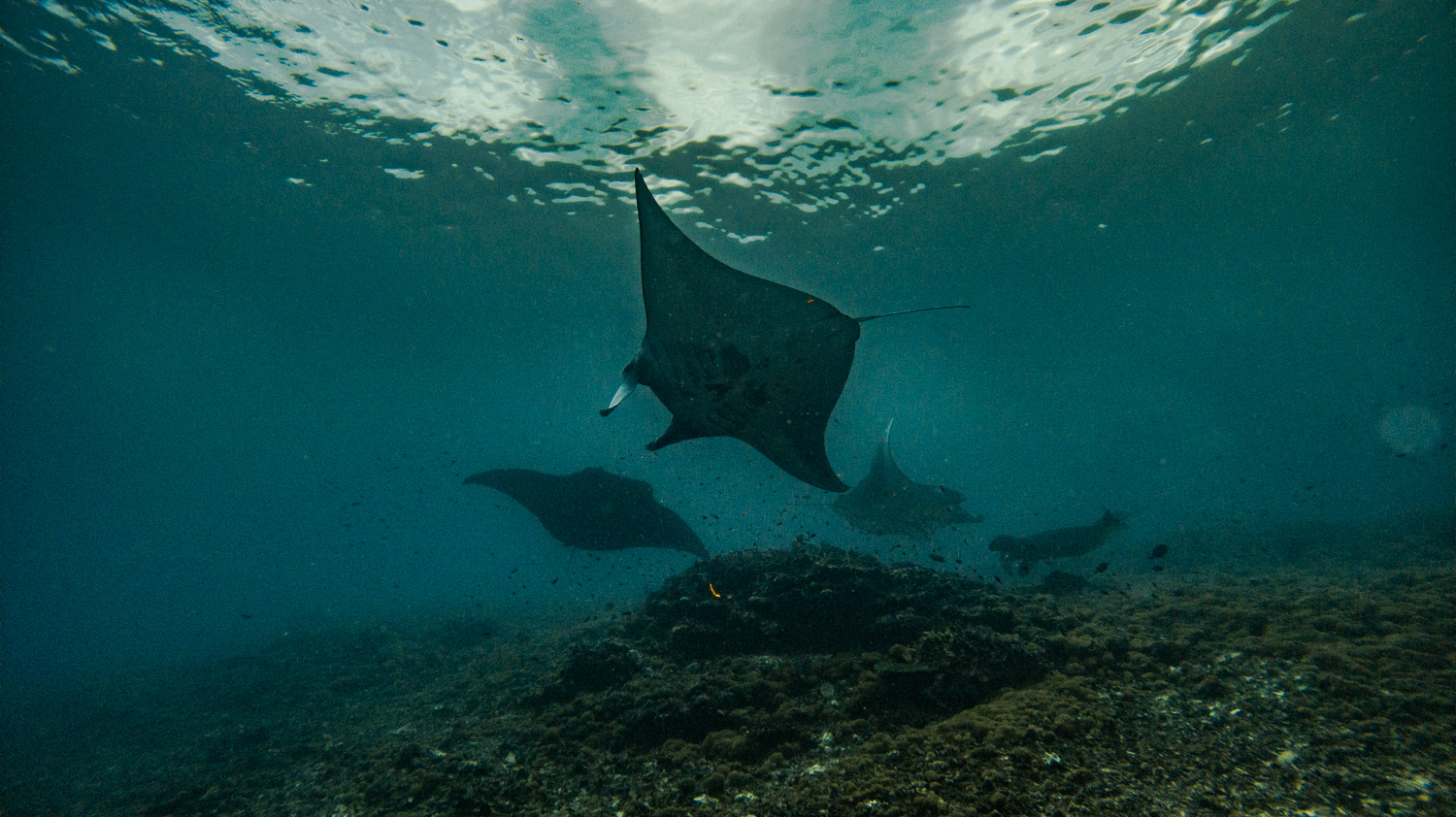 Uber Scuba Komodo Liveaboard Review