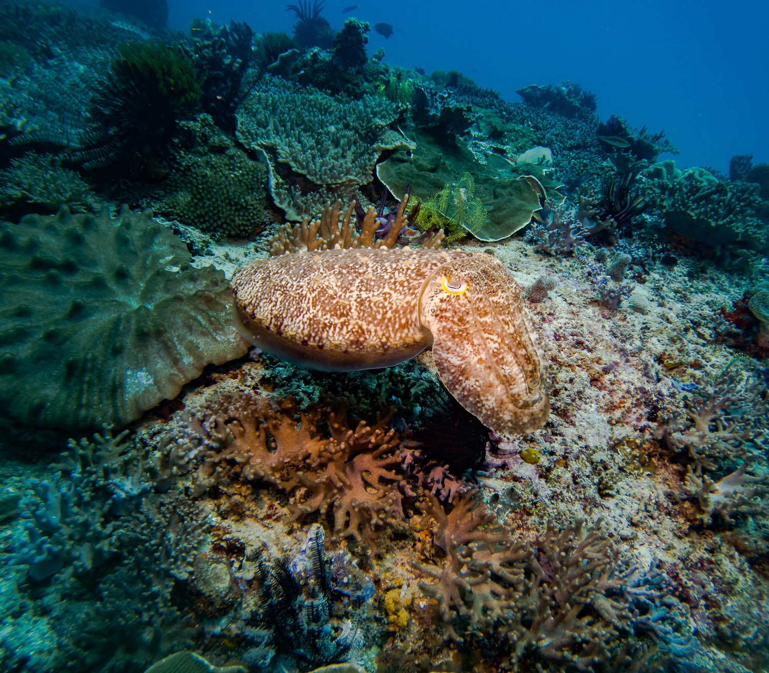 Uber Scuba Liveaboard Komod