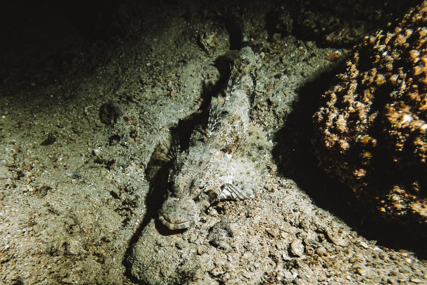 Night Dive - Uber Scuba Komodo Liveaboard Review 