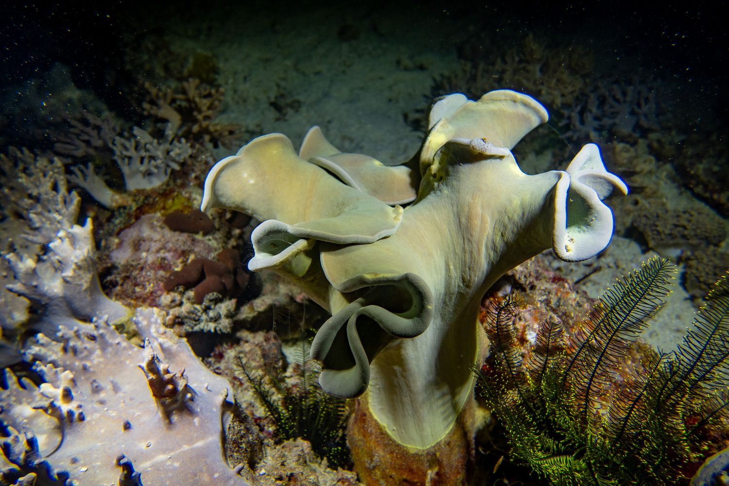 Night Dive - Uber Scuba Komodo Liveaboard Review 