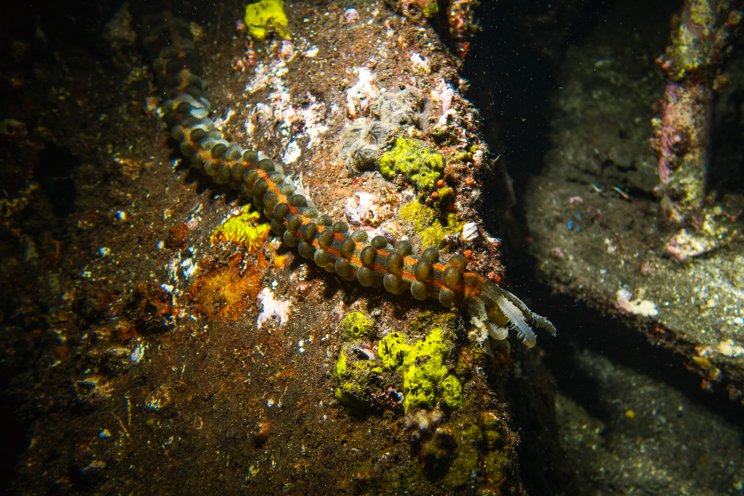 Night Dive - Uber Scuba Komodo Liveaboard Review 