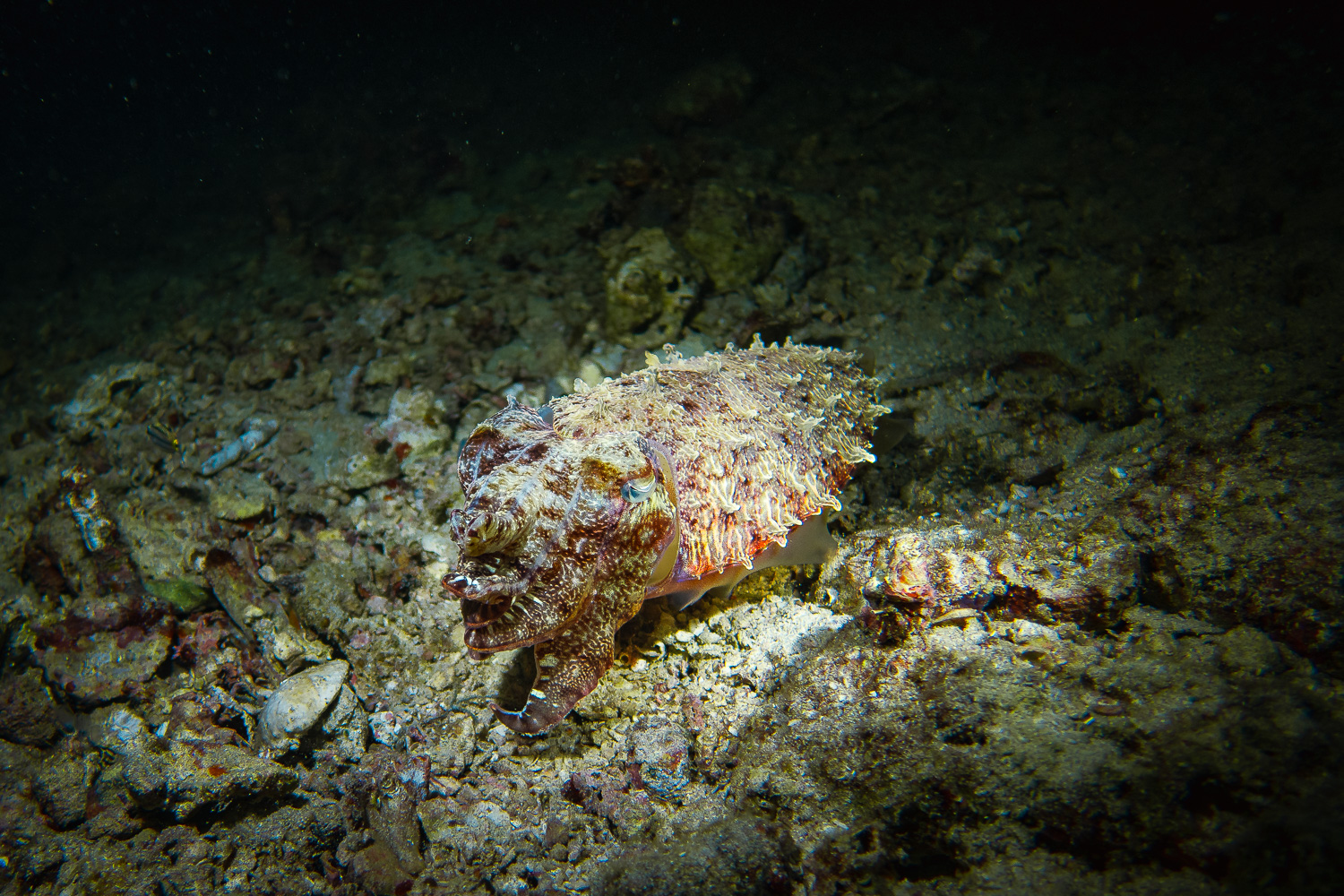 Night Dive - Uber Scuba Komodo Liveaboard Review 