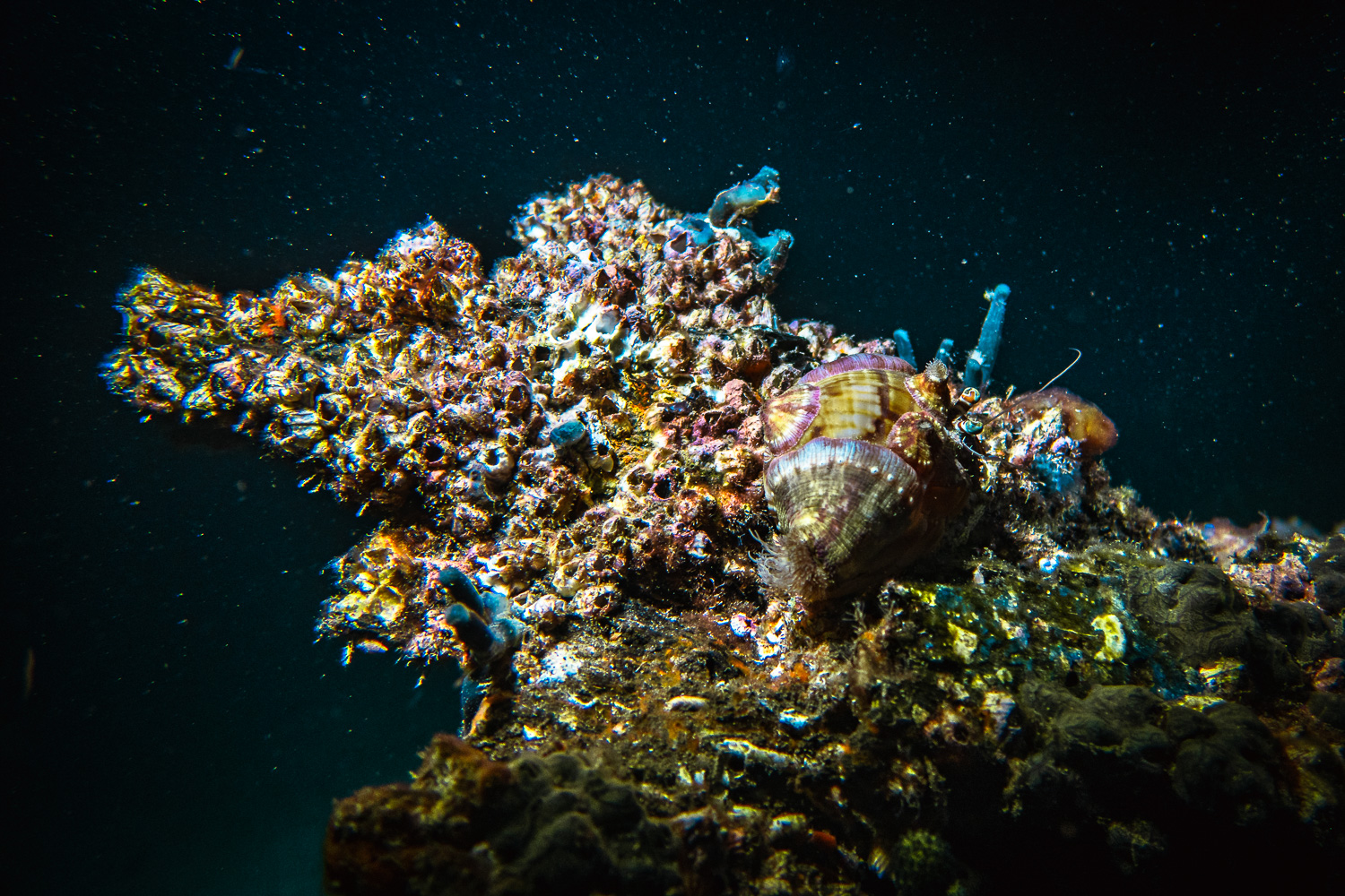 Night Dive - Uber Scuba Komodo Liveaboard Review 