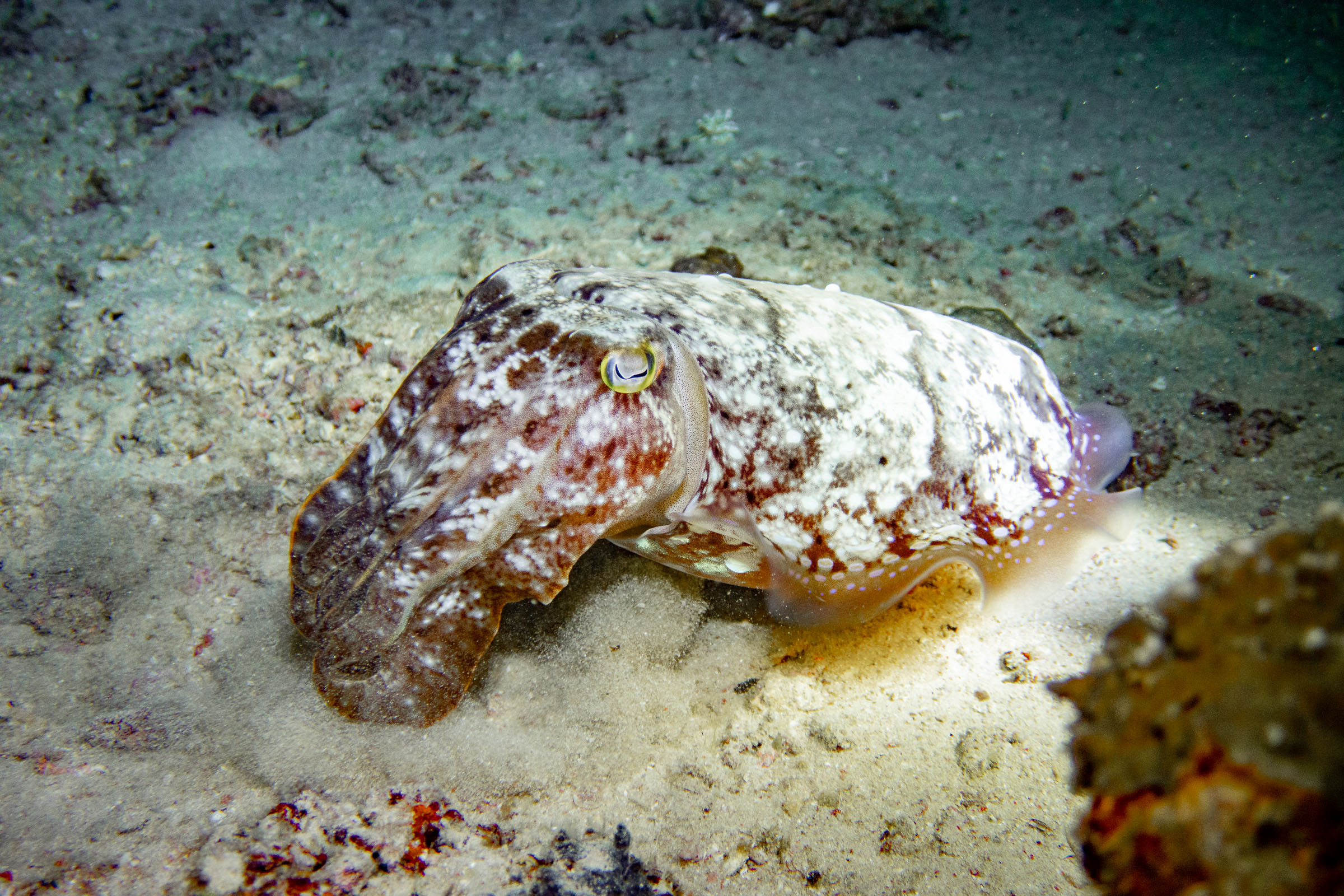 Night Diving Seaventures Dive Rig