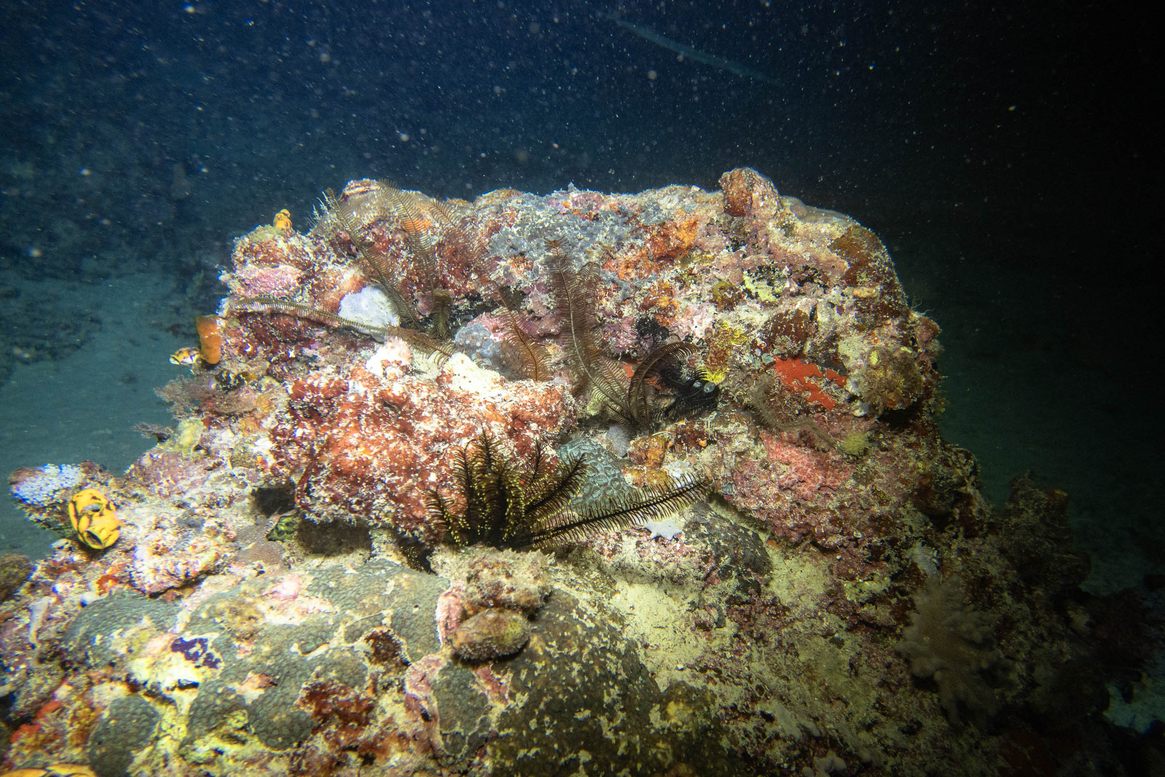 Night Diving Seaventures Dive Rig