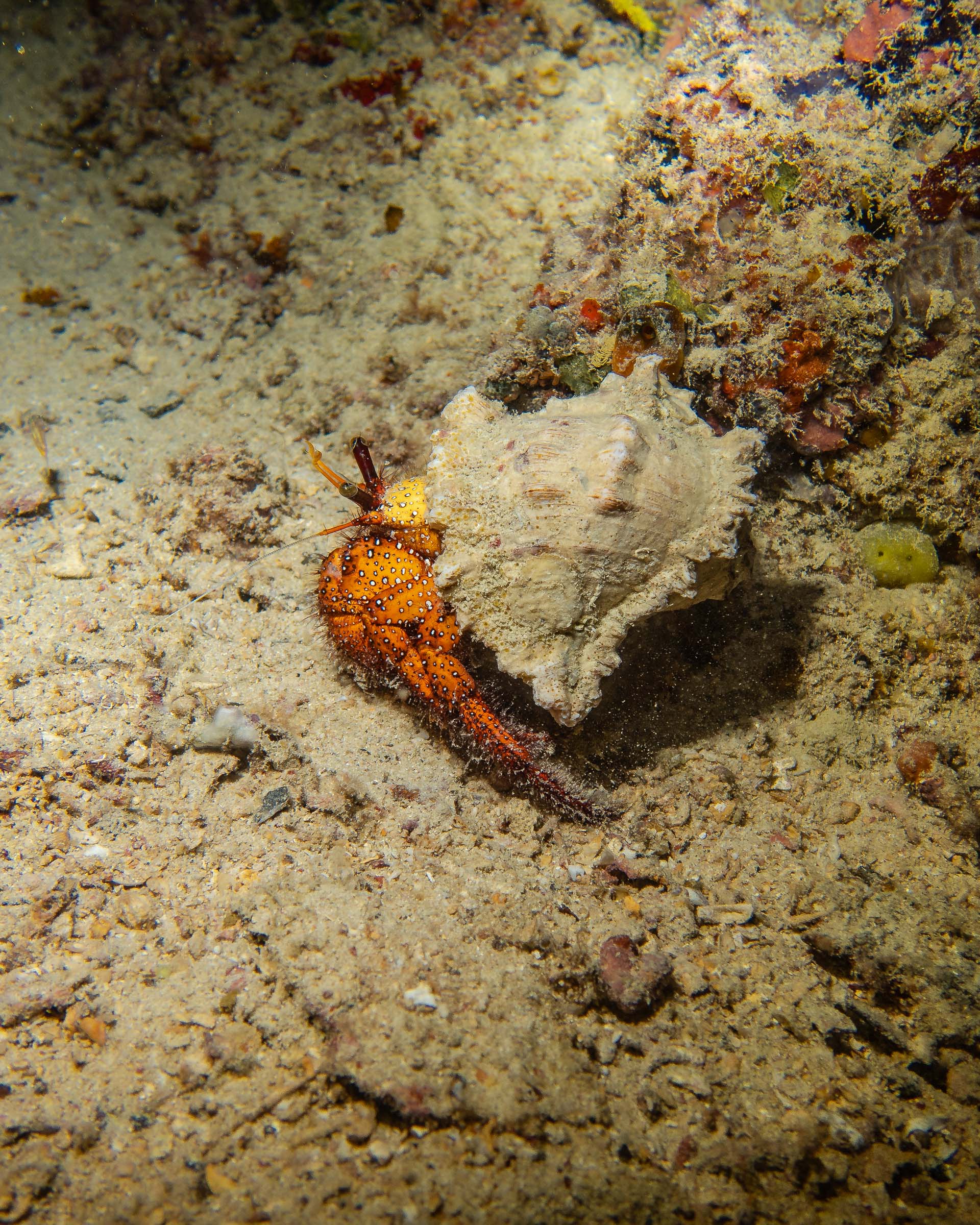 Night Diving Seaventures Dive Rig