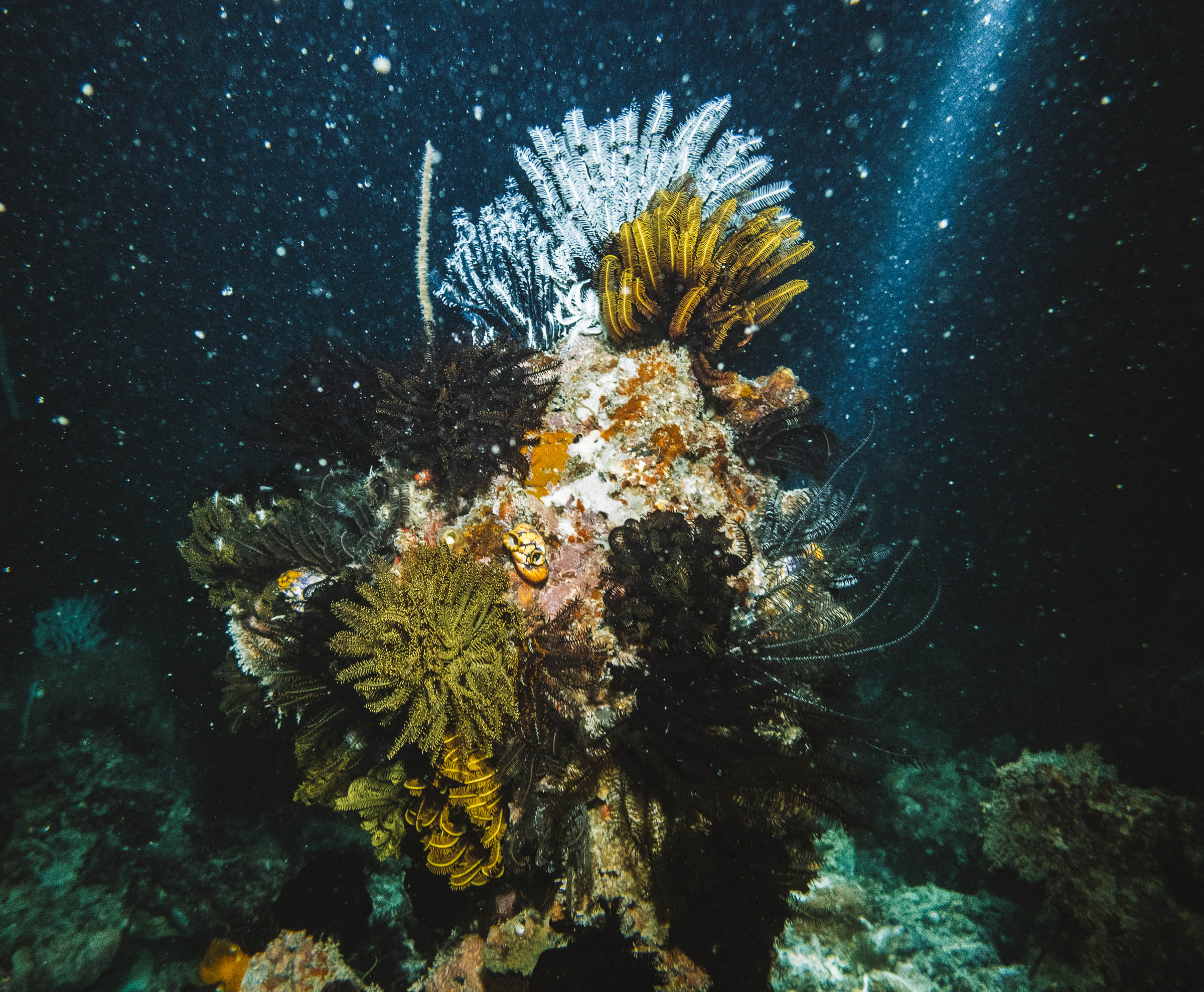 Night Diving Seaventures Dive Rig