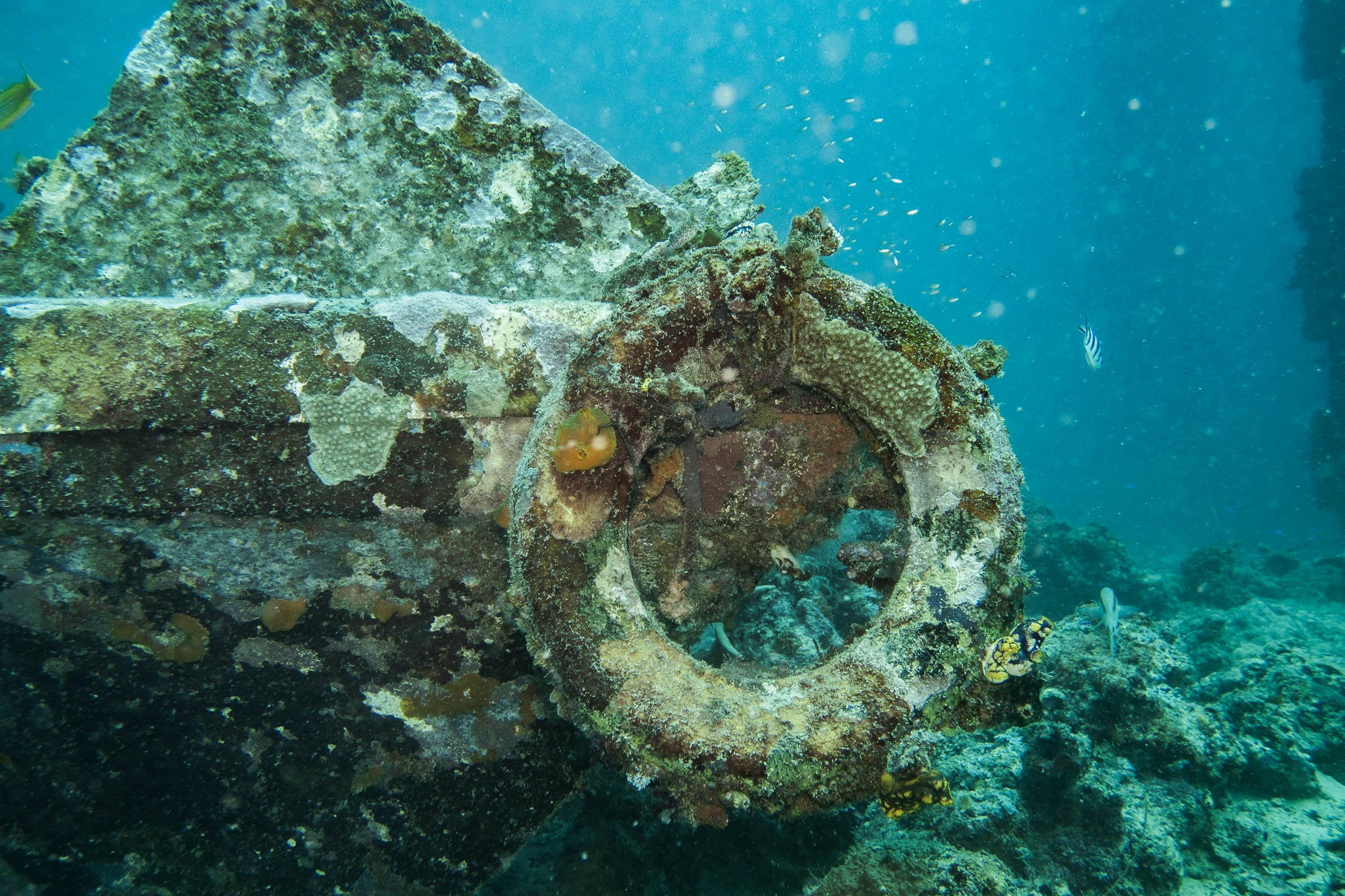 Seaventures Dive Rig House Reef