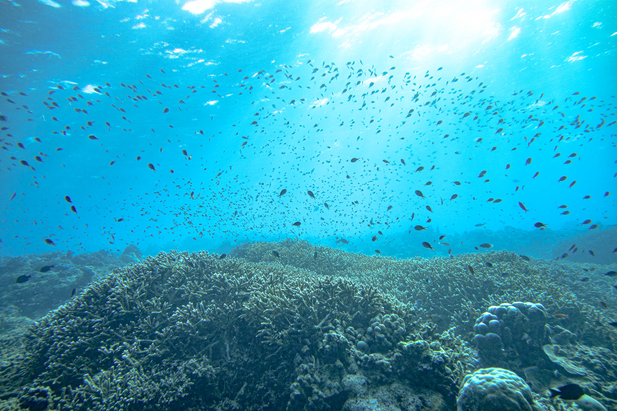 Sipidan Scuba Diving