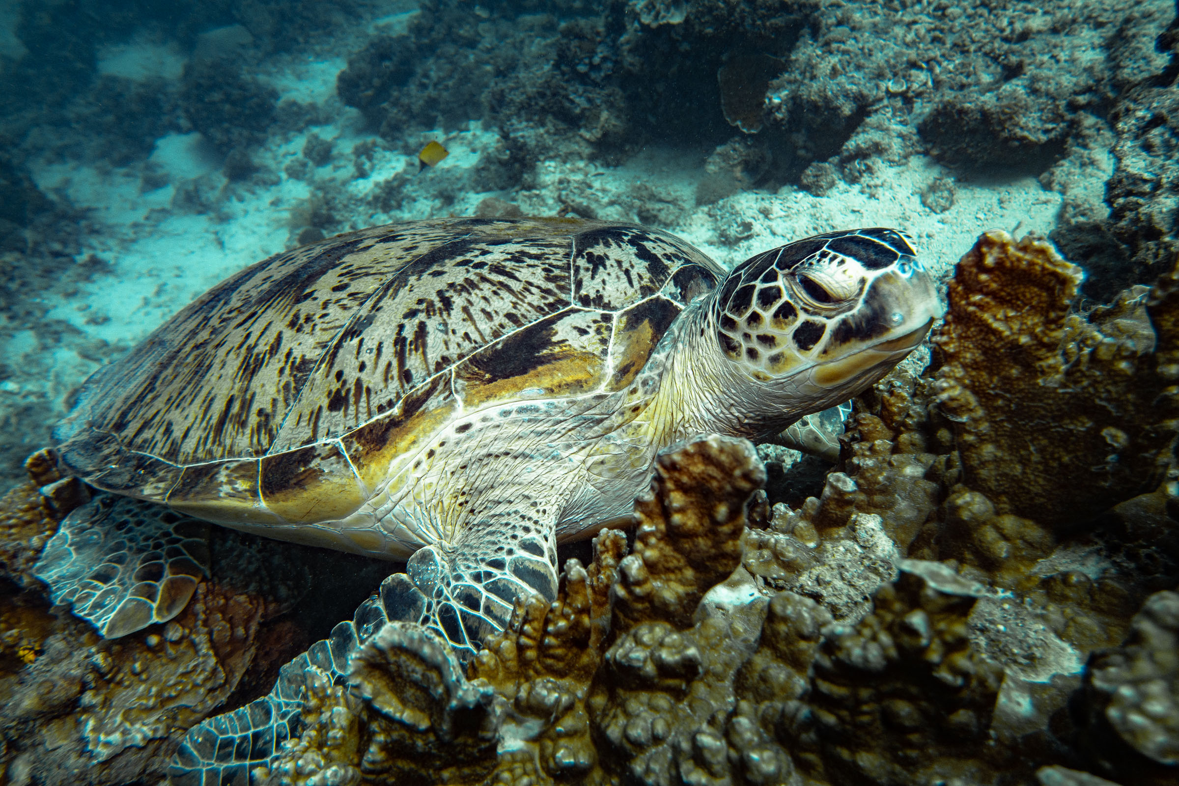 Sipidan Scuba Diving