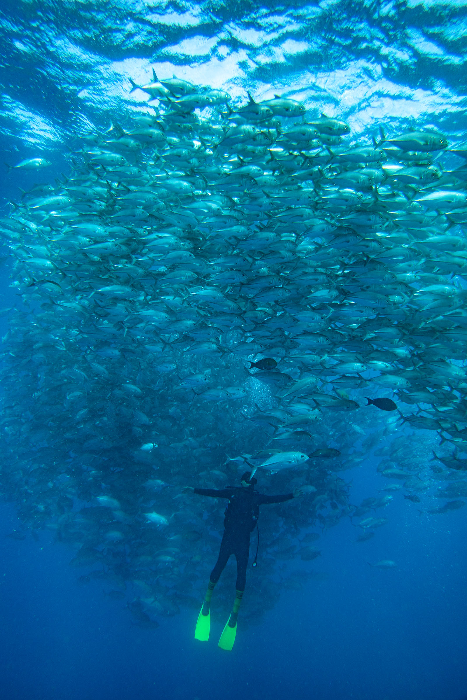 Sipidan Scuba Diving