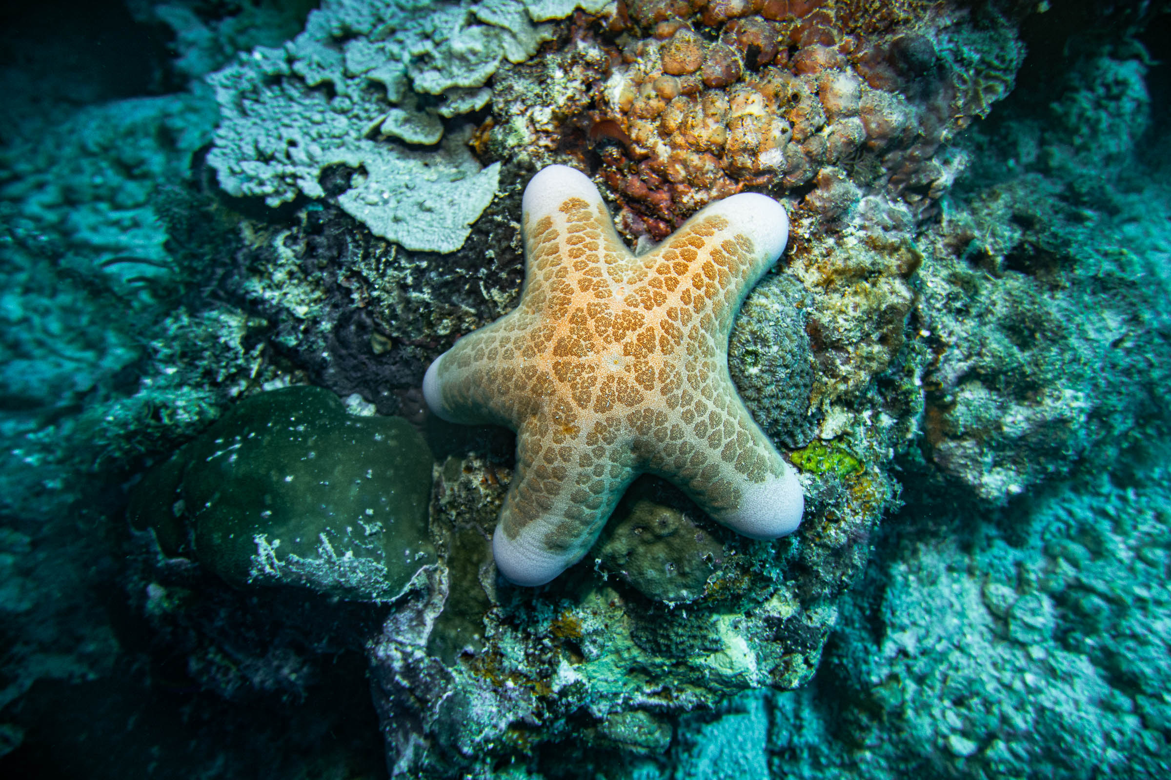 Scuba Diving Mabul and Kapalai Island