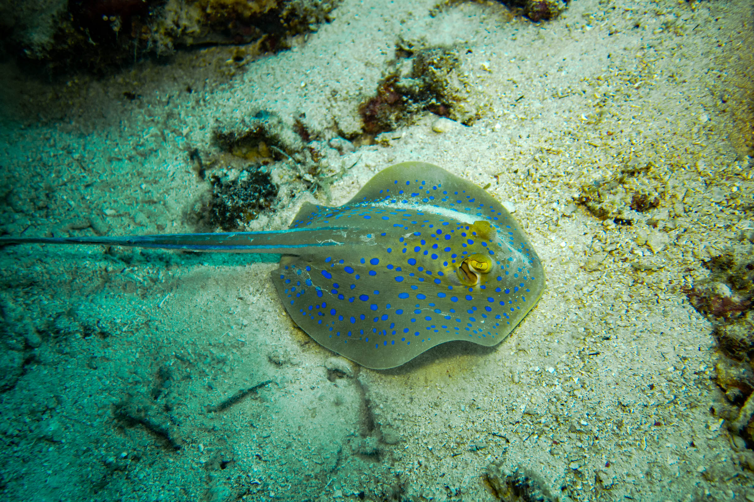 Scuba Diving Mabul and Kapalai Island