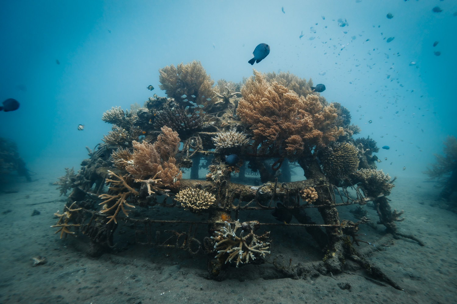 পারমুটারান বে মেনজানগান দ্বীপ স্কুবা ডাইভিং