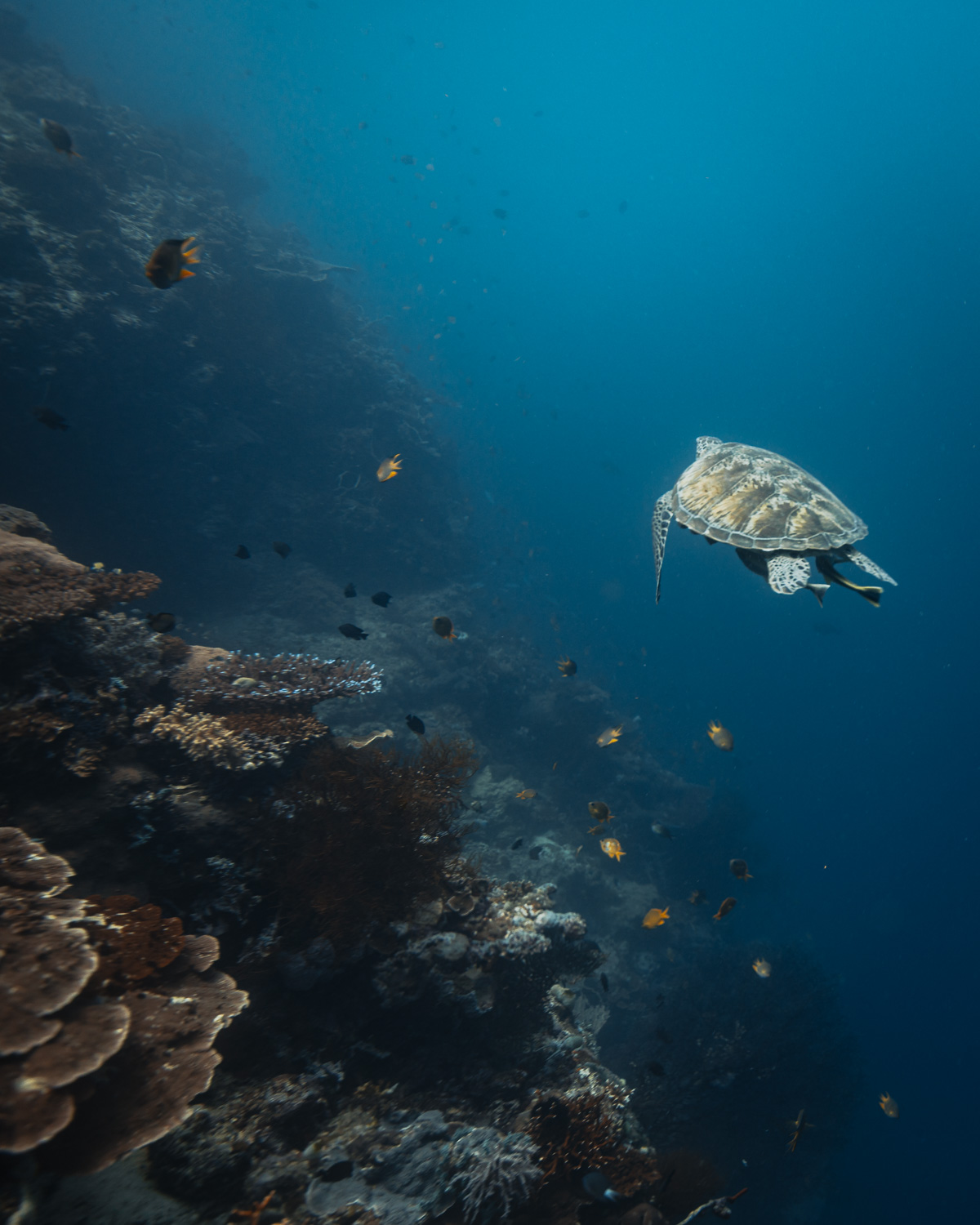 পারমুটারান বে মেনজানগান দ্বীপ স্কুবা ডাইভিং