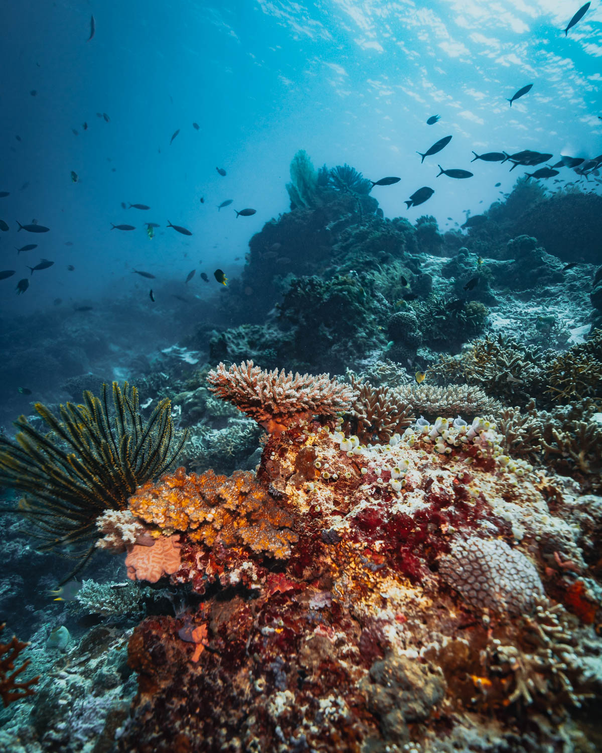 পারমুটারান বে মেনজানগান দ্বীপ স্কুবা ডাইভিং