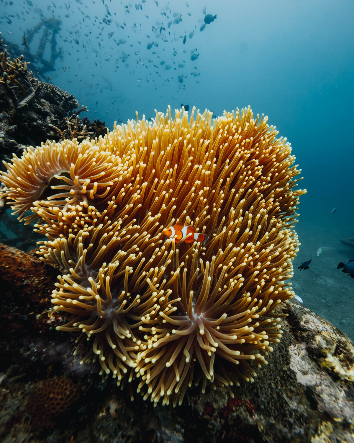 পারমুটারান বে মেনজানগান দ্বীপ স্কুবা ডাইভিং