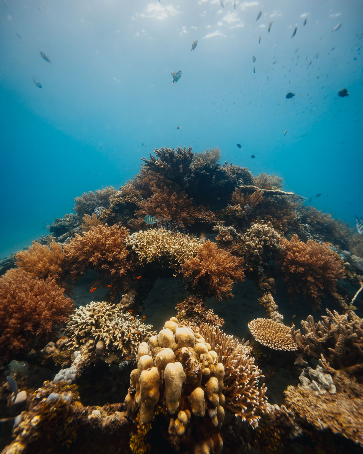 পারমুটারান বে মেনজানগান দ্বীপ স্কুবা ডাইভিং