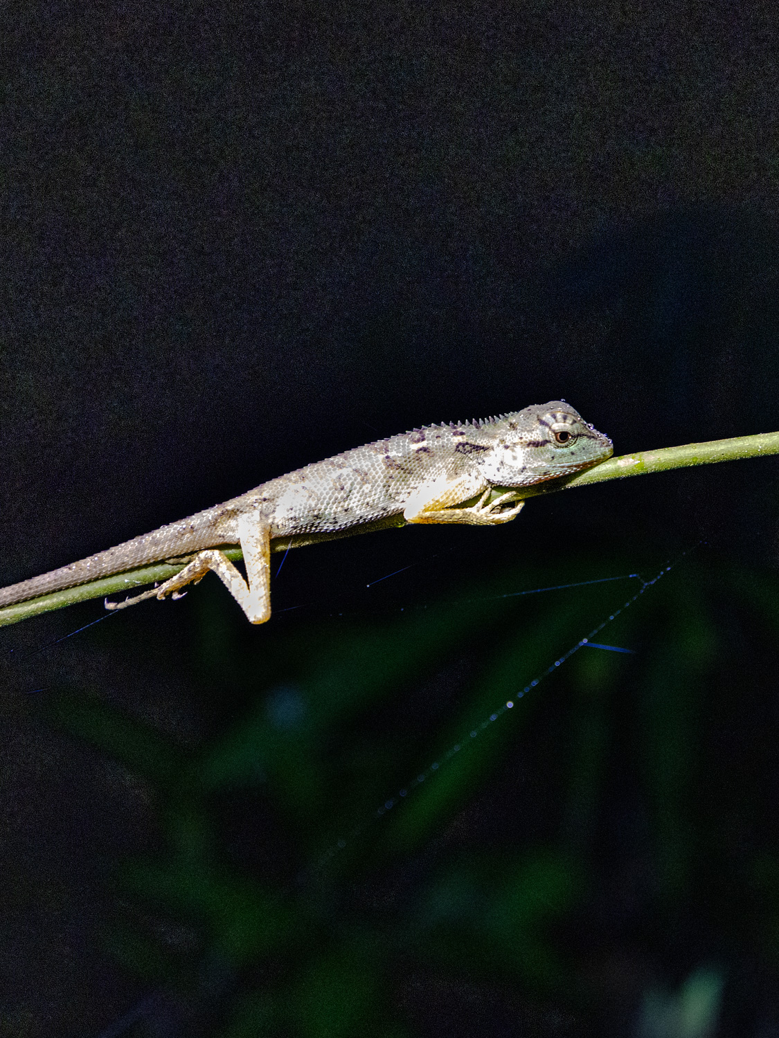 Night Safari Trek Khao Sok
